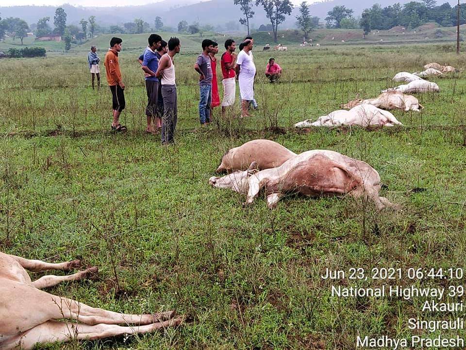 SINGRAULI : जब तक हमारी गौ माताएं अकाल मौत मरती रहेंगी तब तक सुख-शांति नहीं मिलेगी